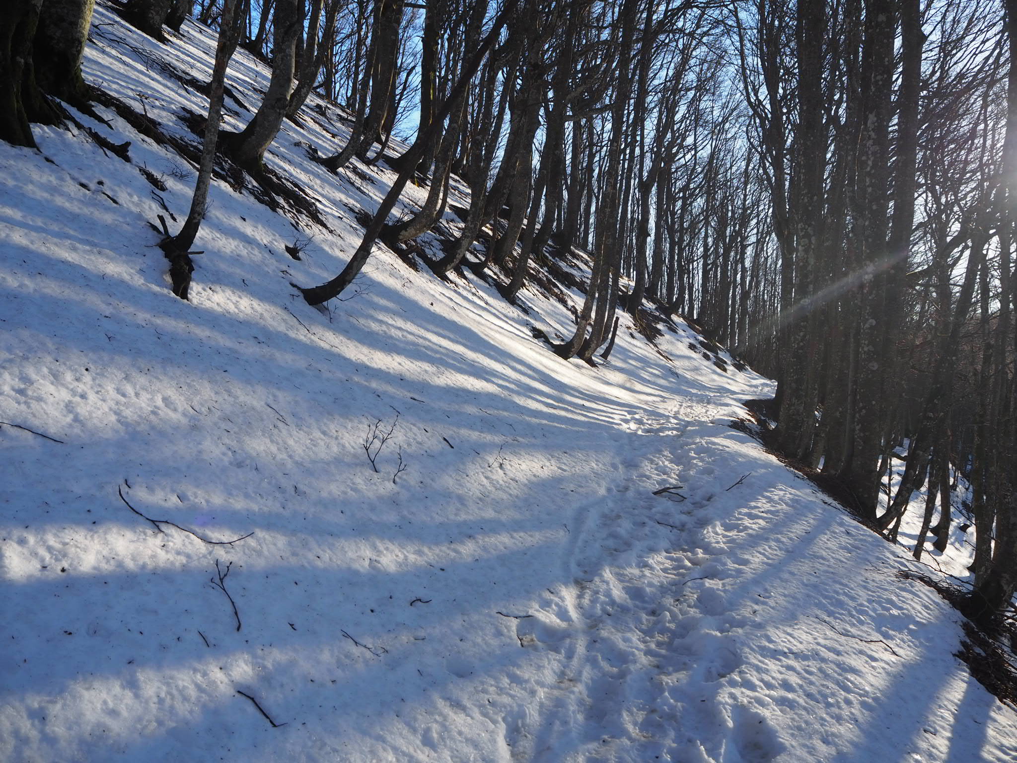 foresta della lama, primi di aprile 2019